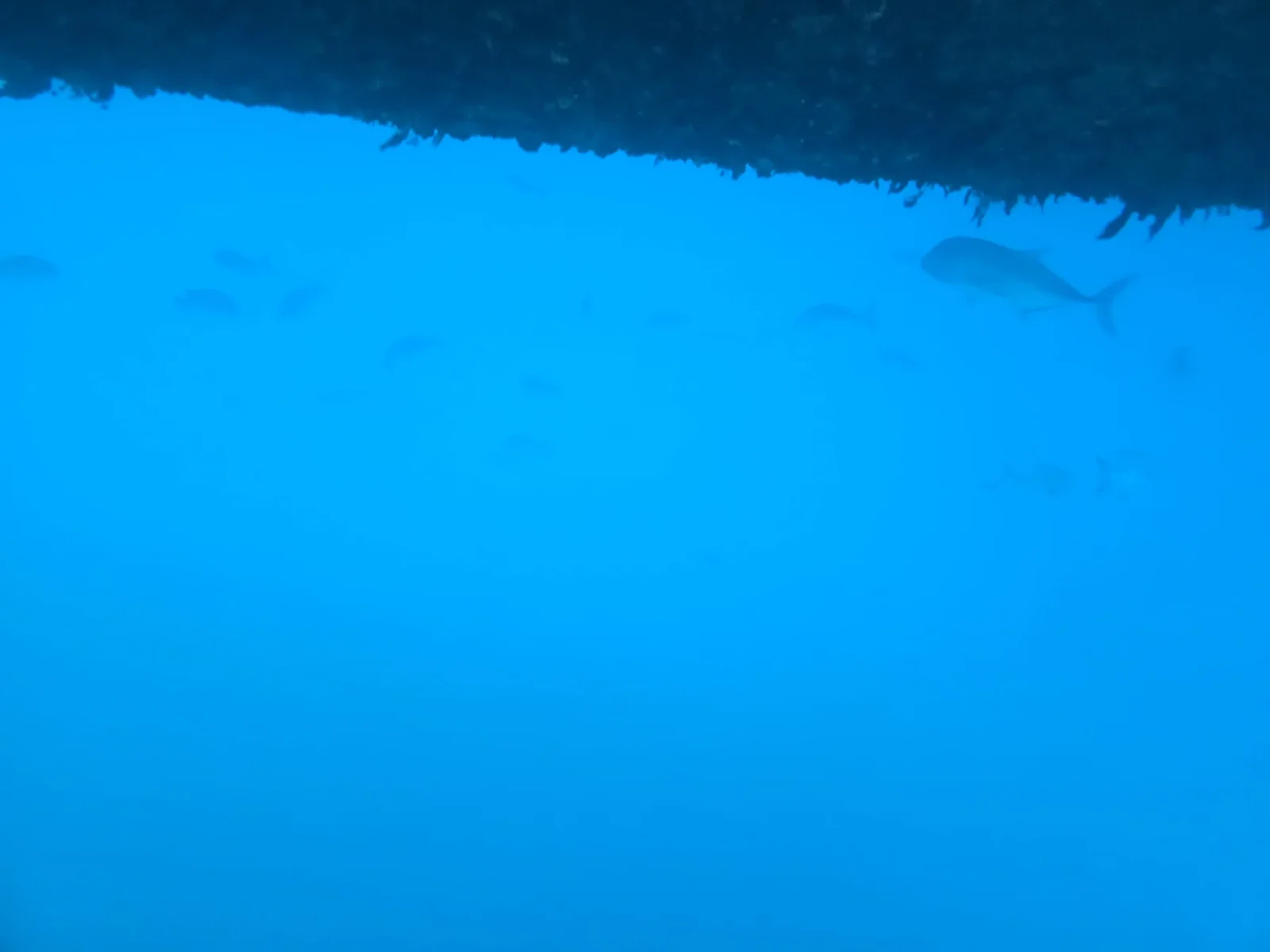 ケアンズ周辺の海で撮影した水中の様子