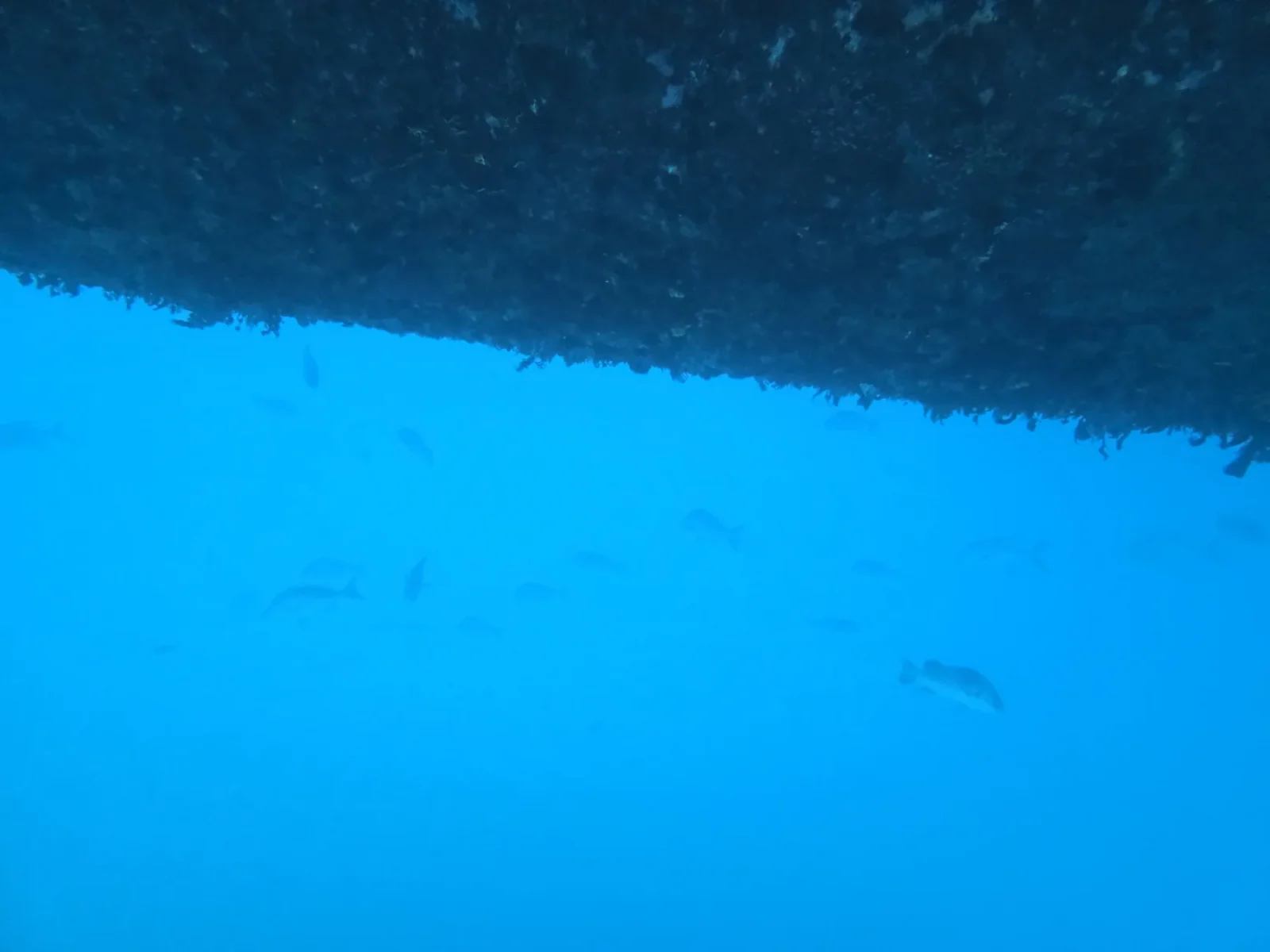 ケアンズ周辺の海中で見た魚影