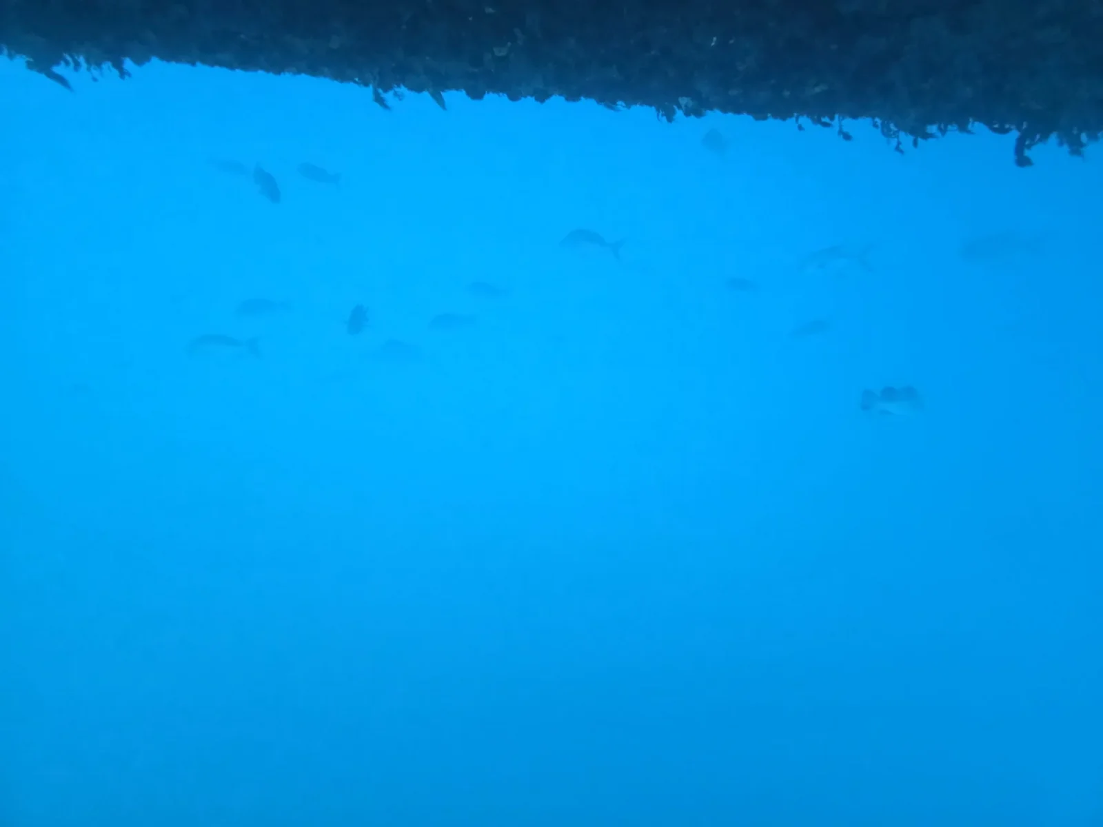 海のアクティビティ中に撮影した魚