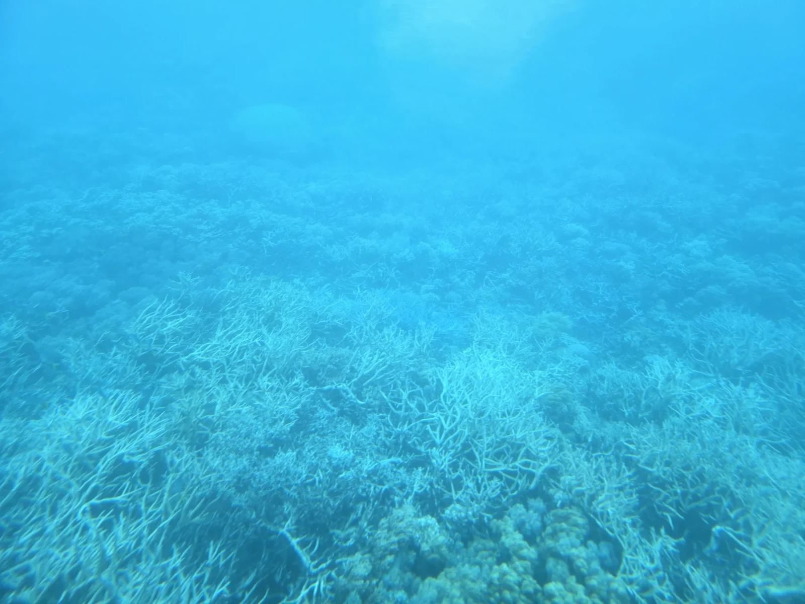 ケアンズ周辺の海で撮影した珊瑚礁