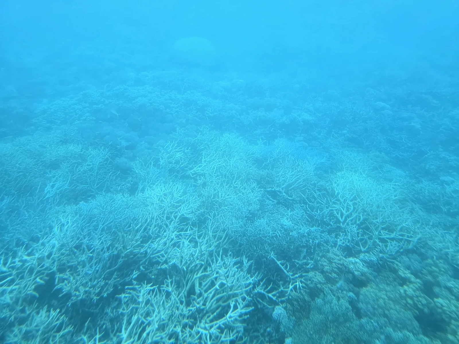 ケアンズ周辺の水中に広がる珊瑚礁