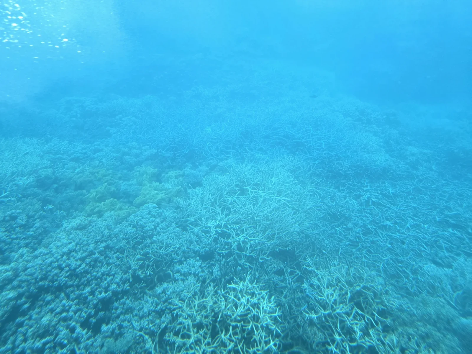 海のアクティビティで撮影した珊瑚礁