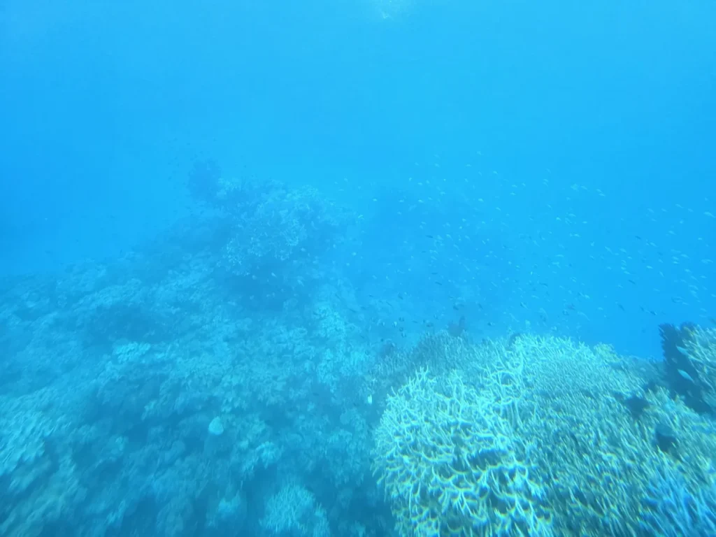 ケアンズ周辺の珊瑚礁と魚影