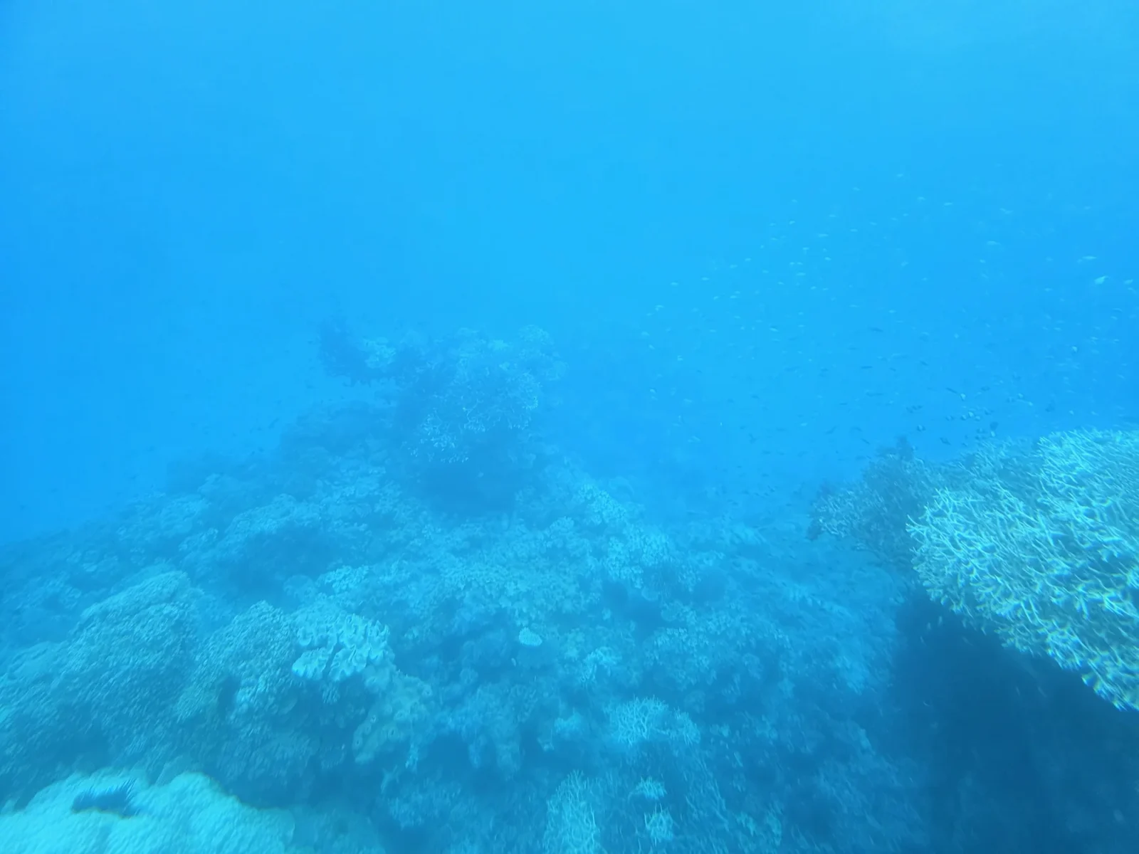 珊瑚礁のそばで撮影した魚
