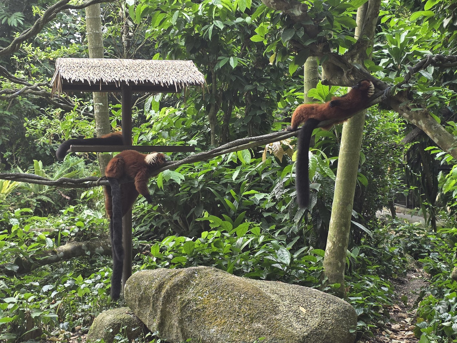 ナイトサファリ前に見学した動物園側の展示