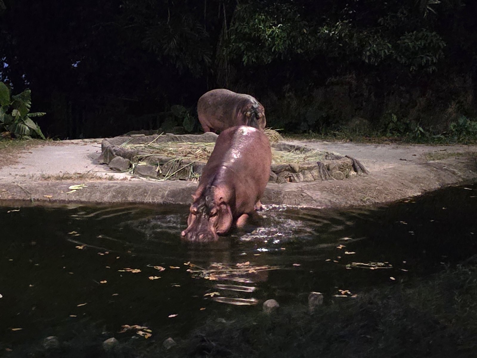 水辺にいるカバ