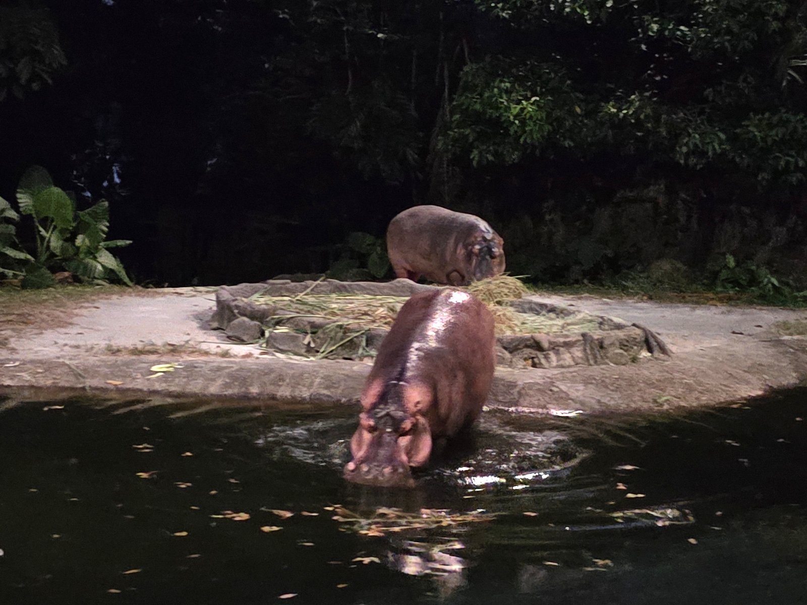 カバのエリア