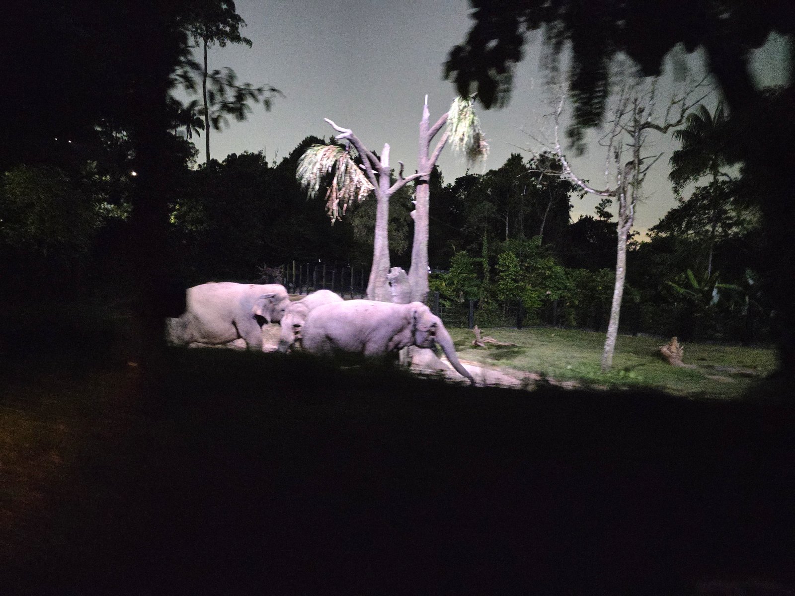 トラムから見えた2頭のゾウ